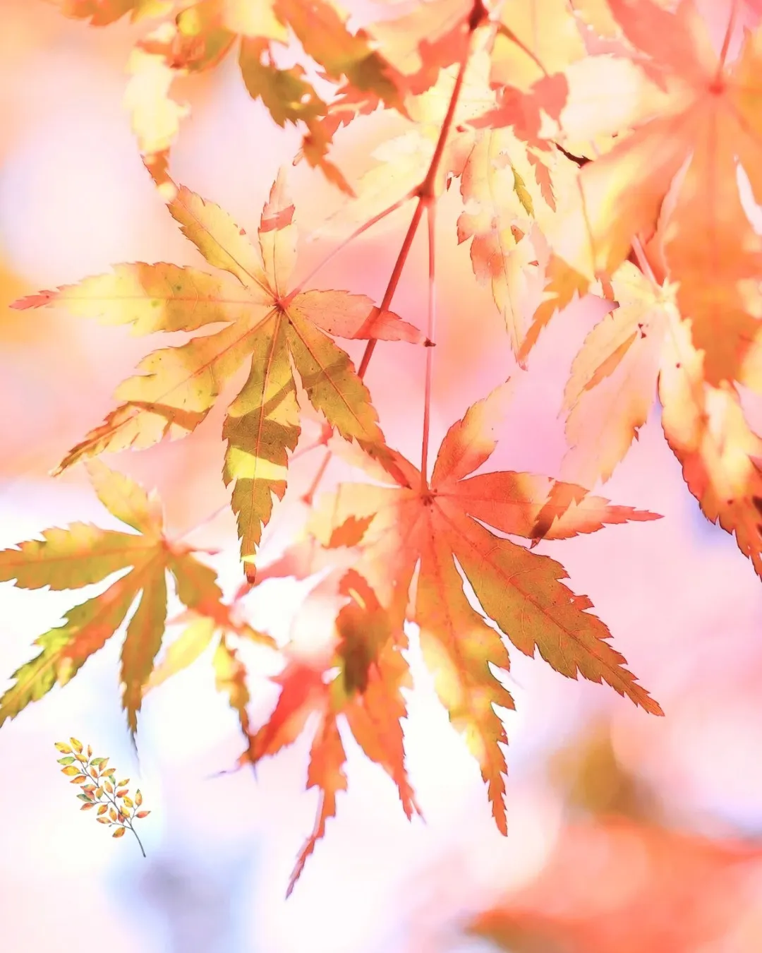 今日から11月ですね🍂